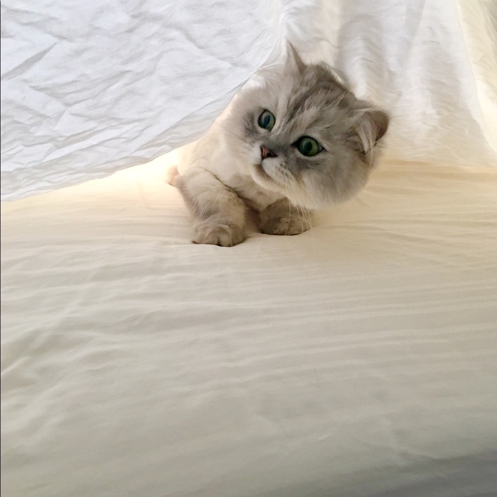 Meet your Posher, Izzy